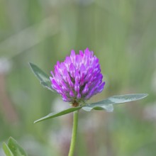 Meadow clover, red clover (Trifolium pratense), flower in a meadow, medicinal herb, Wilnsdorf,