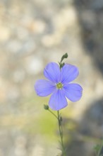 Flax (Linum usitatissimum), blue flower, medicinal plant, Wilnsdorf, North Rhine-Westphalia,