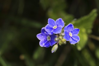 Gamander speedwell (Veronica chamaedrys), men's fritillary, flowers in a deciduous forest, blue