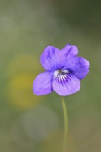 Dog violet (Viola canina), close-up of a flower at the edge of a forest, spring, Wilnsdorf, North