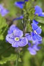 Gamander speedwell (Veronica chamaedrys), men's fritillary, flowers in a deciduous forest, blue