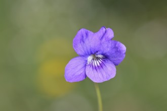 Dog violet (Viola canina), close-up of a flower at the edge of a forest, spring, Wilnsdorf, North