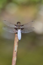 Flat-bellied dragonfly (Libellula depressa), male sitting on a fence top in the garden, close-up,