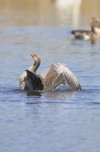 Greylag goose (Anser anser), bathing, flapping its wings on a pond, Wagbachniederung nature
