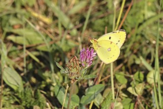 Pale Clouded Yellow, common hay butterfly (Colias hyale), or postilion (Colias croceus), in a