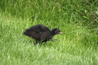 Moorhen or moorhen rail (Gallinula chloropus), summer, Germany