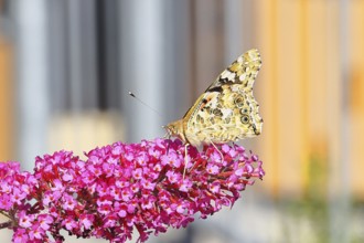 Thistle butterfly (Vanessa cardui) on a Buddleja davidii flower, wings closed, underside of wings,