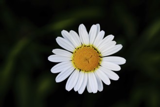 Low-nutrient meadow daisy Low-nutrient meadow daisy (Chrysanthemum leucanthemum), flower against a