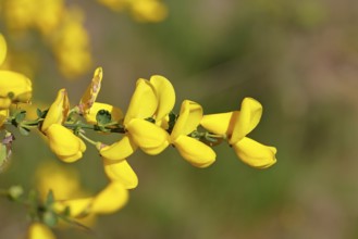 Flower of broom, common broom (Cytisus scoparius), yellow flowers, Wilnsdorf, North
