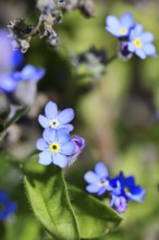Marsh forget-me-not (Myosotis palustris), true forget-me-not in bloom in spring, Wilnsdorf, North