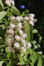 Horse chestnut (Aesculus hippocastanum), flower, inflorescence on tree, Wilnsdorf, North
