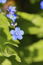 Garden forget-me-not (Myosotis), blue flowers, ornamental plant, ornamental flower, flower, botany,