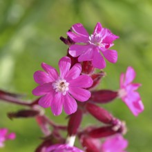 Red campion (Silene dioica), close-up of a flower in a meadow, Wilnsdorf, North Rhine-Westphalia,