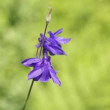 Columbine (Aquilegia vulgaris), blue flower at the edge of a forest, in spring, Wilnsdorf, North