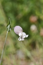 Pigeonweed (Silene vulgaris), maidenhair in flower, Wilnsdorf, North Rhine-Westphalia, Germany