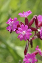 Red campion (Silene dioica), close-up of a flower in a meadow, Wilnsdorf, North Rhine-Westphalia,