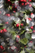 Red berries with beautiful bokeh, Germany