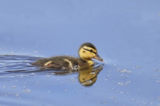 Mallard duckling (Anas platyrhynchos) swimming in the water, Wildlife, Birds, Ducks, Chicks, Nature