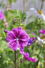 Common mallow (Malva sylvestris), flower in a meadow, medicinal plant, aromatic plant, medicinal