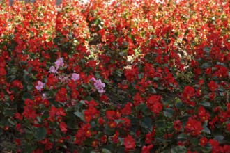 Begonias, September, Germany