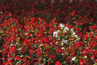 Begonias, September, Germany