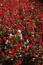 Begonias, September, Germany