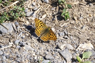 Beautiful mother-of-pearl butterfly, September, Germany