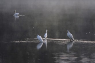 Great White Egret in the morning light in a lake, Lusatian pond landscape, Saxony, Germany