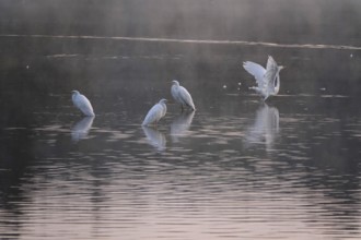 Great White Egret in the morning light in a lake, Lusatian pond landscape, Saxony, Germany