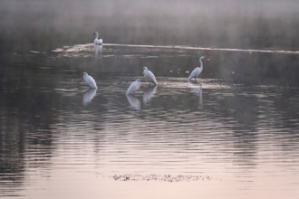 Great White Egret in the morning light in a lake, Lusatian pond landscape, Saxony, Germany