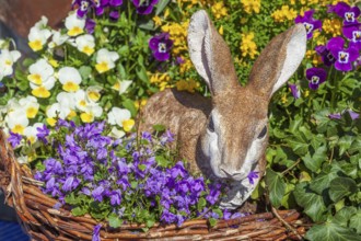 Easter bunny with flowers, decoration, figure at the Bremen Easter Fair, Bürgerweide, Bremen,