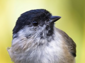 Marsh tit (Poecile palustris) portrait of the head shown in side view, orchard, Baden-Württemberg,