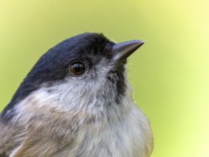 Marsh tit (Poecile palustris) portrait of the head shown in side view, orchard, Baden-Württemberg,