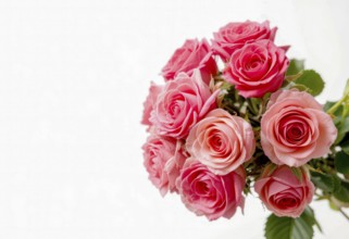 A stunning arrangement of pink roses is captured against a clean white backdrop, perfect for