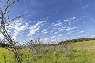 Pristine landscape in the Swabian Alb biosphere reserve with blue skies and small clouds. The