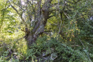 Trees and bushes like in a jungle. Wild growth over the ruins of the former community of Gruorn.