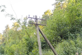 An old electricity pylon surrounded by green trees in the forest, Hermann Hesse railway