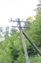 An old telephone pole stands in the middle of dense green vegetation in the evening light, Hermann