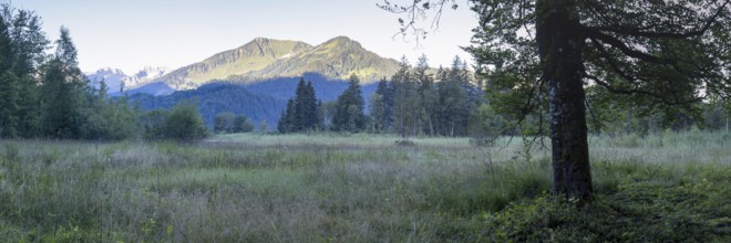 Moor at sunrise in spring, moor pond near Oberstdorf, behind it the Fellhorn, 2037m, Oberallgäu,