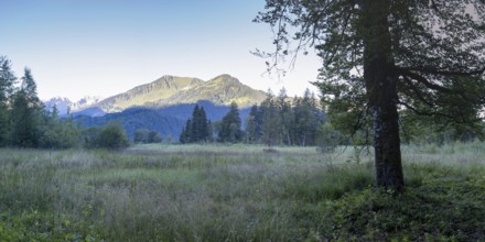 Moor at sunrise in spring, moor pond near Oberstdorf, behind it the Fellhorn, 2037m, Oberallgäu,