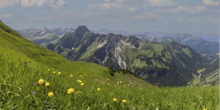 Mountain panorama with troll flowers (Trollius europaeus) from Laufbacher-Eckweg to Höfats, 2259m,