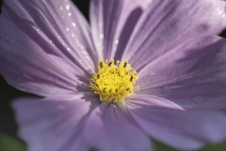 Flower meadow with ornamental basket (Cosmos bipinnatus), Allgäu, Bavaria, Germany