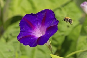 Wild bee flying towards a funnel bindweed (Ipomoea purpurea) flower, Sieversen, Rosengarten, Lower