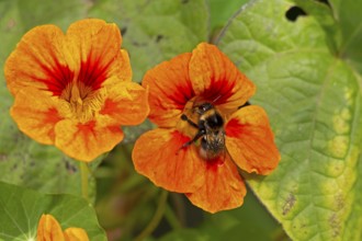 Wild bee on nasturtium (Tropaeolum) flowers, Sieversen, Rosengarten, Lower Saxony, Germany