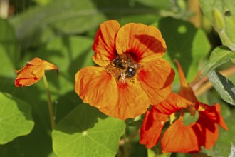 Wild bee on nasturtium (Tropaeolum) flowers, Sieversen, Rosengarten, Lower Saxony, Germany