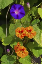 Funnel bindweed (Ipomoea purpurea), nasturtium (Tropaeolum), flowers, Sieversen, Rosengarten, Lower