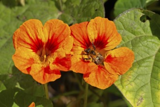 Wild bee on nasturtium (Tropaeolum) flowers, Sieversen, Rosengarten, Lower Saxony, Germany