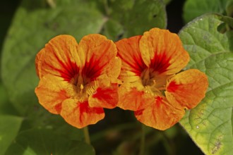 Nasturtium (Tropaeolum) flowers, Sieversen, Rosengarten, Lower Saxony, Germany