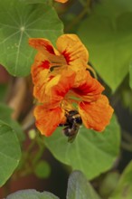 Wild bee on nasturtium (Tropaeolum) flowers, Sieversen, Rosengarten, Lower Saxony, Germany