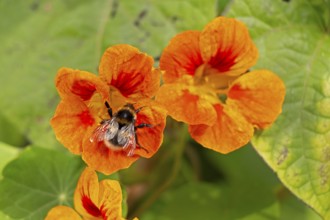 Wild bee on nasturtium (Tropaeolum) flowers, Sieversen, Rosengarten, Lower Saxony, Germany